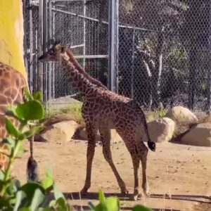 Santa Barbara Zoo welcomes its newest giraffe calf