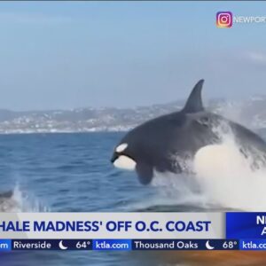 Up close & personal orca encounters happening daily off SoCal coast