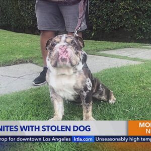 West Hollywood man reunited with stolen English bulldog 