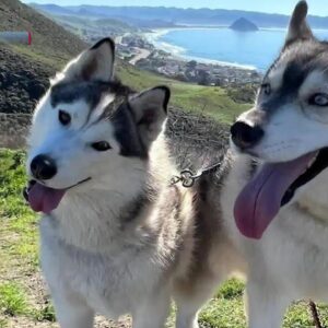 Orcutt community rallies to support family searching for two missing huskies