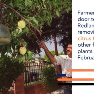 Agriculture officials stripping fruit trees in Redlands area