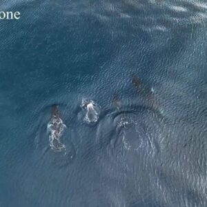 Beautiful drone footage shows killer whales off SoCal coast