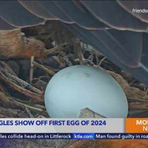 Famed bald eagles Jackie and Shadow lay 1st egg of season