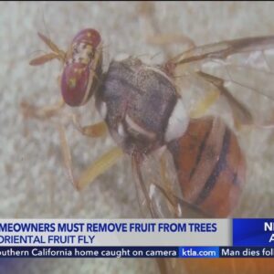 Fruit fly infestation prompting drastic measures in the Inland Empire
