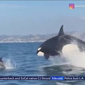 How to view the orca pod seen of Socal coast