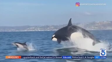 How to view the orca pod seen of Socal coast