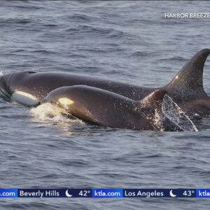 How to watch orca pods off SoCal coast