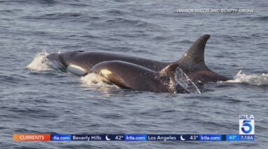 How to watch orca pods off SoCal coast