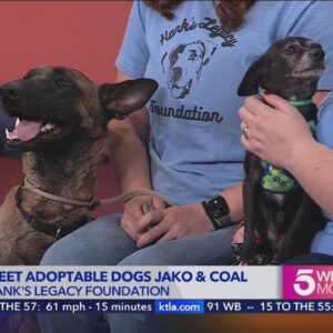 Meet adoptable dogs Jako and Coal from Hank's Legacy Foundation