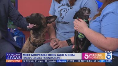 Meet adoptable dogs Jako and Coal from Hank's Legacy Foundation