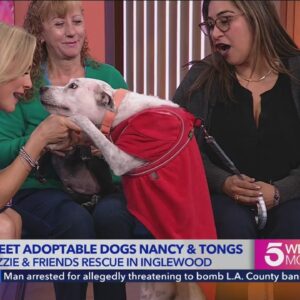 Meet adoptable dogs Nancy and Tongs from Ozzie and Friends Rescue