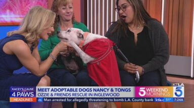 Meet adoptable dogs Nancy and Tongs from Ozzie and Friends Rescue