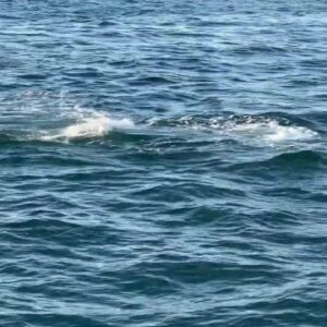 Orcas attack gray whale, calf off California coast