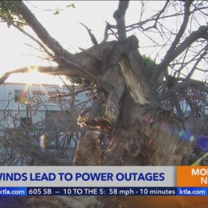 Strong winds knock down tree, cause hundreds of power outages in Mid-City 