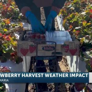 How is the largest crop in the Santa Maria Valley holding up this winter?