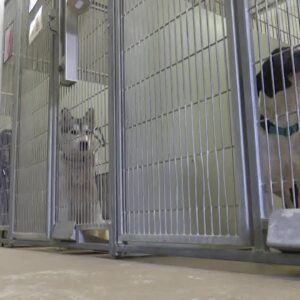 Number of dogs in Santa Barbara County animal shelters reaches maximum capacity
