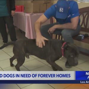 Abandoned dogs in need of forever homes