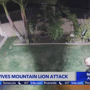 Dog survives attack by mountain lion