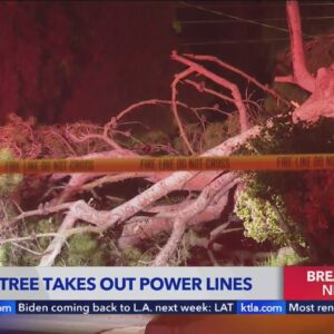 Downed tree takes out power lines in Beverly Crest