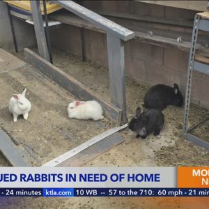 Dozens of bunnies confiscated in L.A. hoarding case