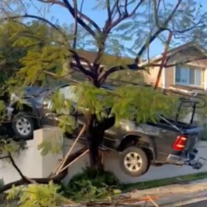 Driver crashes truck into tree