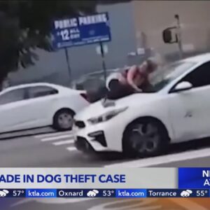 Arrest made in dog theft where victim clung to hood of getaway car in L.A.