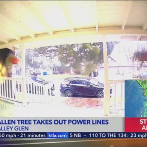 Fallen tree takes out power lines in San Fernando Valley