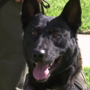 Fundraiser set to help support SLO County Sheriff’s Office K-9 Unit