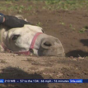 Horse gets swallowed by sinkhole in Southern California