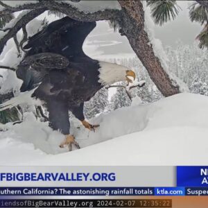 Live nest cam: Bald eagles Jackie and Shadow have 3 eggs