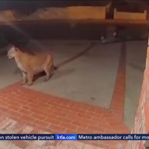 A Monrovia homeowner’s surveillance cameras captured a mountain lion just steps from the front door