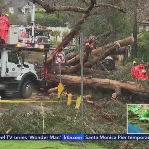 Massive fallen trees knock out power lines for Brentwood residents