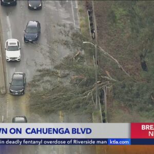 Motorist hit by falling tree in Hollywood Hills