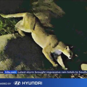 Mountain lion sighting puts Sierra Madre residents on alert