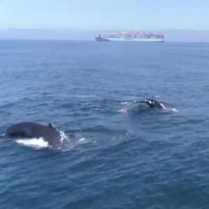 Protections proposed for tankers to save whales and clean the air