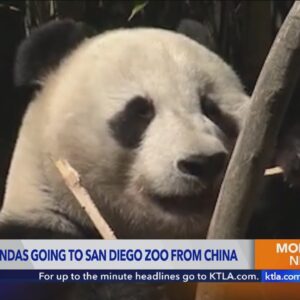 San Diego Zoo prepares for return of giant pandas