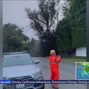 Storm fells tree, continues to damage Southland