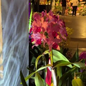 Orchids After Dark offers a new way to enjoy the Santa Barbara International Orchid Show