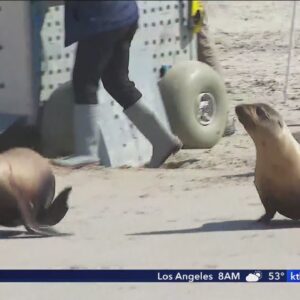 4 sea lion pups released into ocean in Marina del Rey