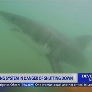 CSU Long Beach's shark warning alert system could go extinct without more funding