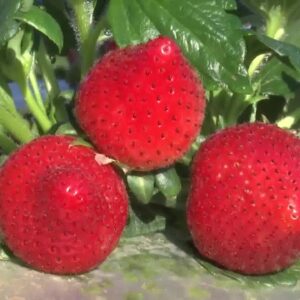 Excitement grows as strawberry season begins in Santa Maria