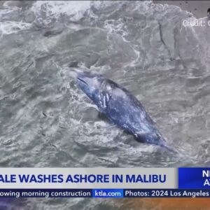Gray whale washes ashore in Malibu