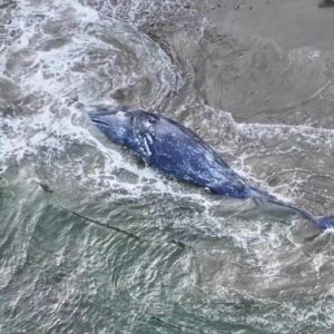 Gray whale washes ashore in Southern Claifornia