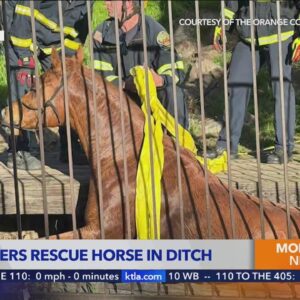 Horse rescued after falling into ditch in Laguna Niguel