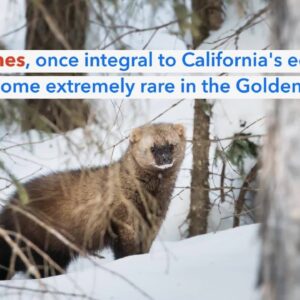 Lawmaker wants to reintroduce wolverines in California