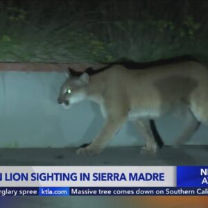Mountain lion spotted in Sierra Madre