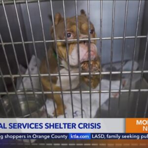 New L.A. Animal Services manager tackling overcrowding crisis