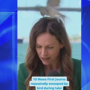 News reporter attacked by bird 9 times during live shot