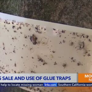 Ojai bans use, sale of glue traps within city limits