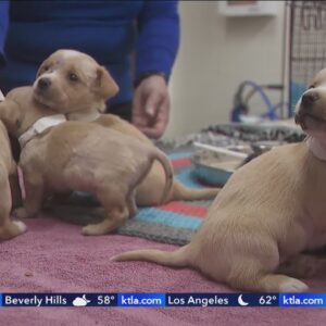 Puppies rescued from encampment fire in San Bernardino